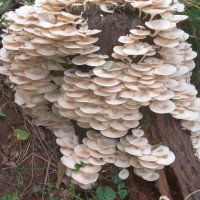 Lentinus squarrosulus (Montagne, 1842)